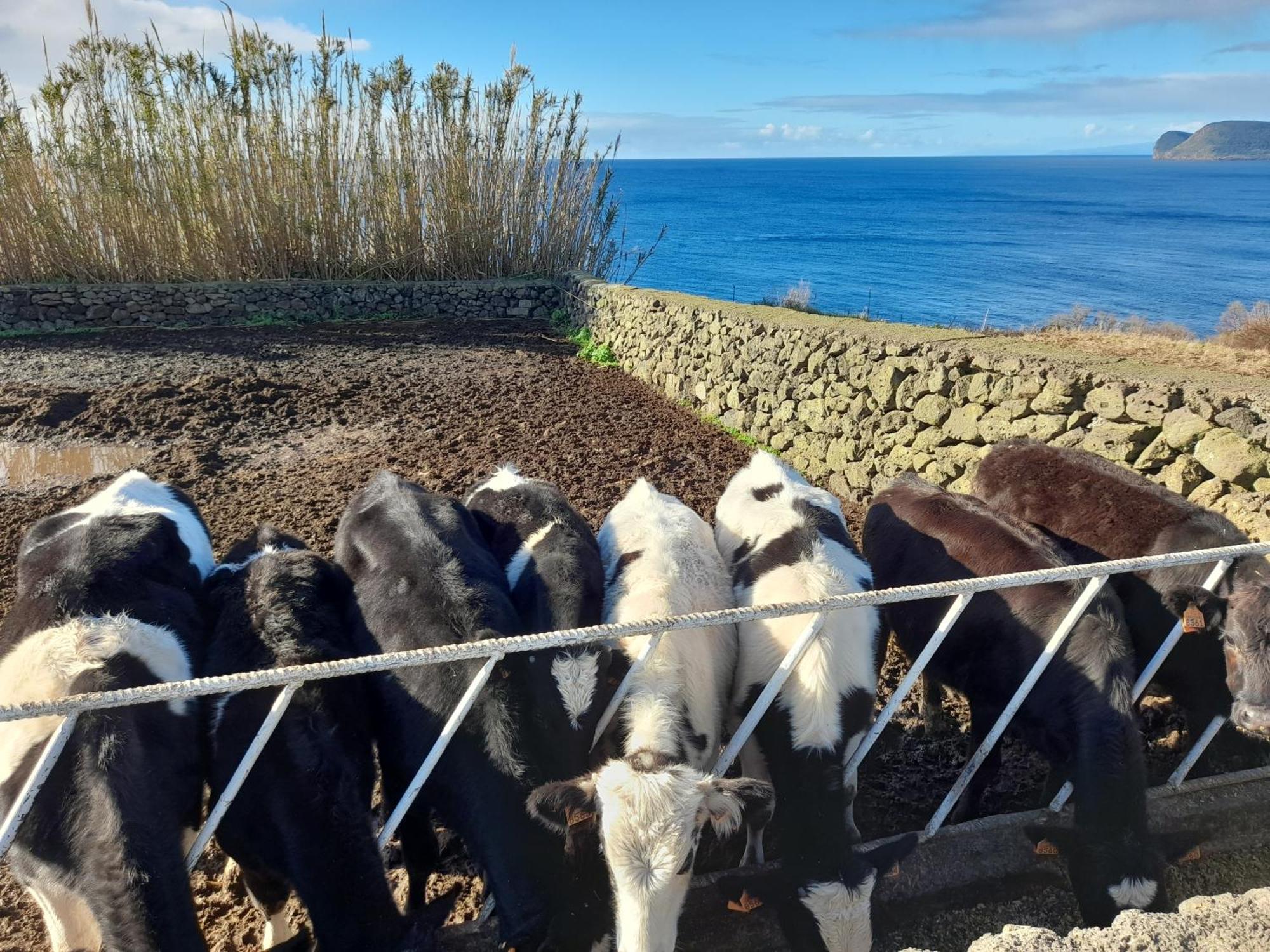 Casa Da Avo Couta Villa Angra do Heroísmo Eksteriør billede